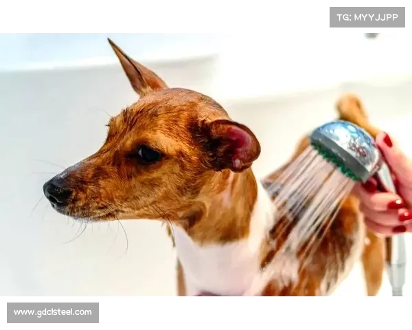 捕捉稀有宠物的十大技巧与策略全面解析助你成为捕宠大师